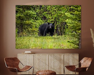 Zwarte beer in het bos van Roland Brack