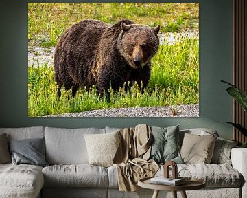 Wild grizzly bear in Canada by Roland Brack