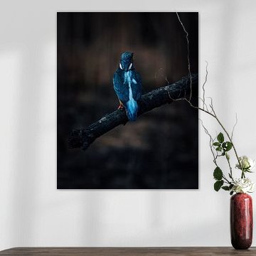 Photo du dos d'un martin-pêcheur