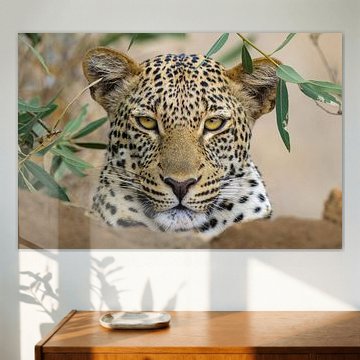 Portrait de léopard