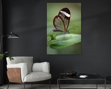 Glasschmetterling