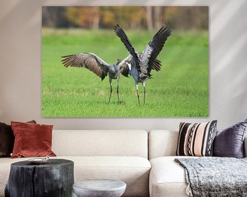 Crane birds fighting in a field during autumn migration