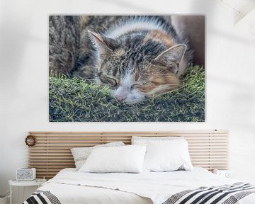 Slapende kat van Petra Dreiling-Schewe