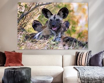 Wilde hond in Kruger Nationaal Park Zuid-Afrika