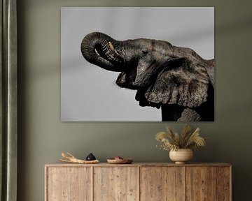 Elephant portrait by Omega Fotografie