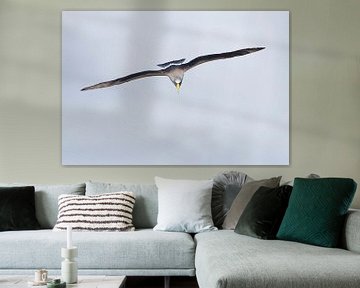 Adult Chatham Albatross (Thalassarche eremita) by Beschermingswerk voor aan uw muur