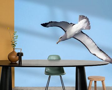 Salvin's Albatros, Thalassarche salvini van Beschermingswerk voor aan uw muur