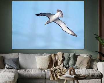 Salvin's Albatros, Thalassarche salvini von Beschermingswerk voor aan uw muur