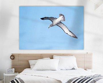 Salvin's Albatros, Thalassarche salvini von Beschermingswerk voor aan uw muur