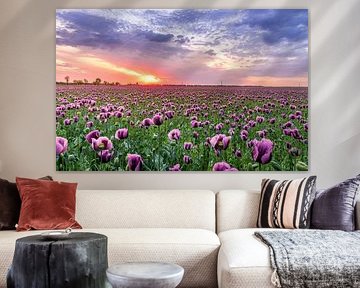 Field of flowers in the Netherlands I by MADK