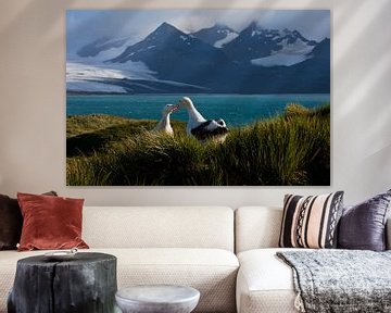 Grote Albatros, Diomedea (exulans) exulans van Beschermingswerk voor aan uw muur