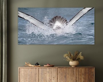 Salvin's Albatross, Thalassarche salvini by Beschermingswerk voor aan uw muur