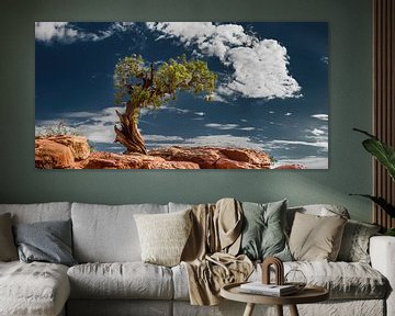 Oude boom in de Canyonlands / USA van Voss Fine Art Fotografie
