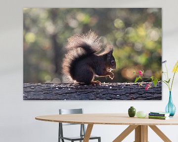 Eichhörnchen mit Gegenlicht und Bokeh. von Janny Beimers