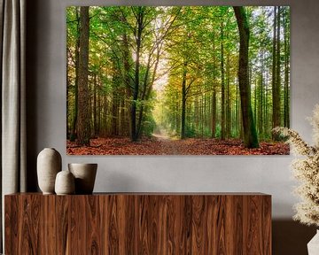 Sunbeams on a forest path during autumn