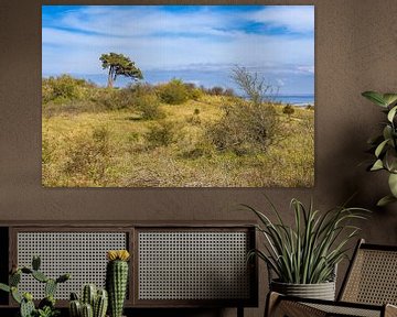 Landschap op de Dornbusch op het eiland Hiddensee