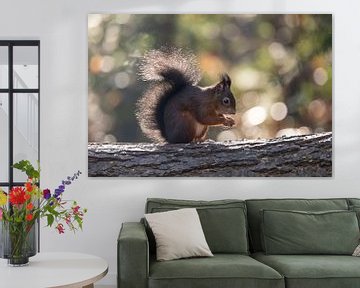 Eichhörnchen mit Gegenlicht und Bokeh. von Janny Beimers