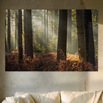 Bergherbos in the spotlight by René Jonkhout