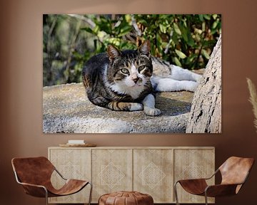 Griekse luie kat van Planet Lisette