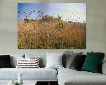 De l'herbe longue dans les dunes sur Wouter Kouwenberg