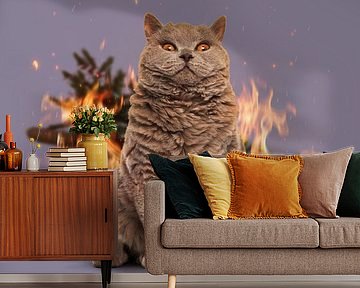 Merry Christmas from the cat