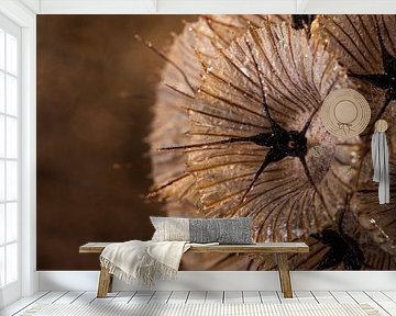 A square with the warm brown tones of dried Scabiosa by Marjolijn van den Berg