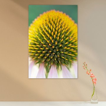 Echinacaea, zonnehoed close-up.