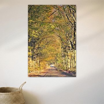 Alte romantische Baumalleen im Herbst in Drenthe