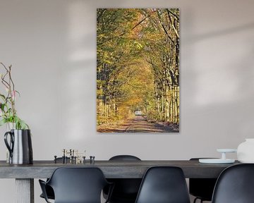 Old romantic avenue of trees in autumn in Drenthe by Ans Houben