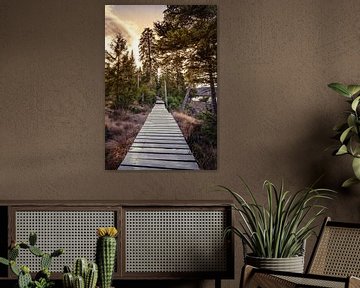 Hiking trail at the Oder pond by Steffen Henze