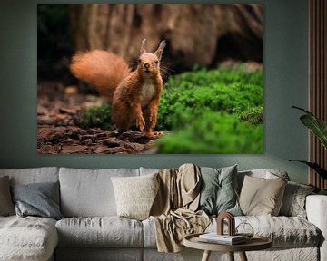 Red squirrel smells if there is food by Gerben De Schuiteneer