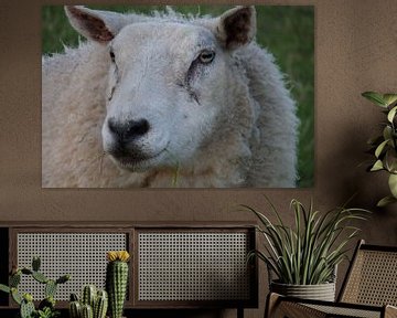 mouton schaap sur Groothuizen Foto Art