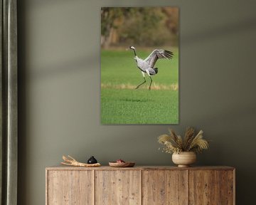 Kraanvogel dansend in een veld tijdens de herfsttrek van Sjoerd van der Wal