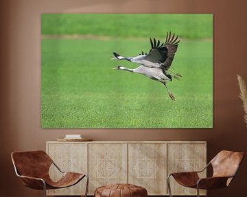 Des grues survolent un champ pendant la migration d'automne. sur Sjoerd van der Wal Photographie