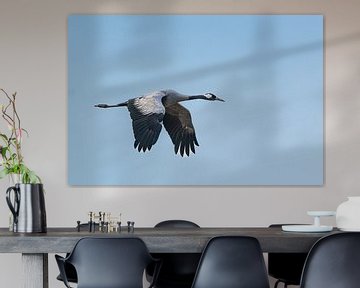 Grue blanche ou grue cendrée volant en plein vol pendant la migration d'automne sur Sjoerd van der Wal Photographie