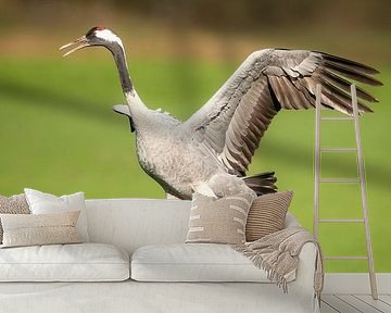 Kraanvogel dansend in een veld tijdens de herfsttrek