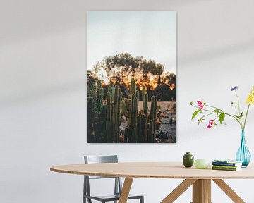 Sunset among the cacti by Shauni van Apeldoorn