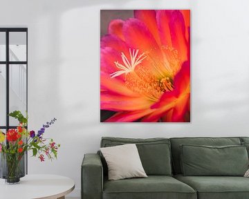 Cactus flower in the most beautiful colors by Shauni van Apeldoorn