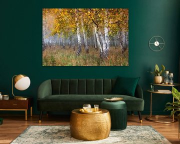 autumn birch forest by Daniela Beyer