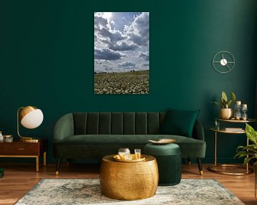 A blooming field under a cloudy sky by Claude Laprise