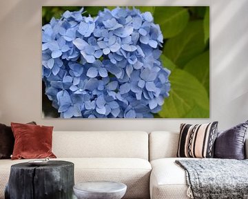 A hydrangea flower in the garden by Claude Laprise