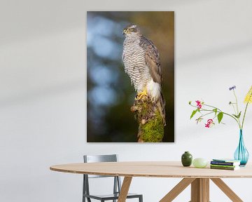 Habicht (Accipiter gentilis) von Daniela Beyer