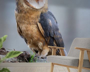 Barn Owl (Tyto alba) by Daniela Beyer