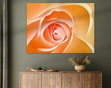 Soft Rose in Orange (zacht oranje Roos) van Caroline Lichthart