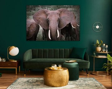 Elephant van BL Photography
