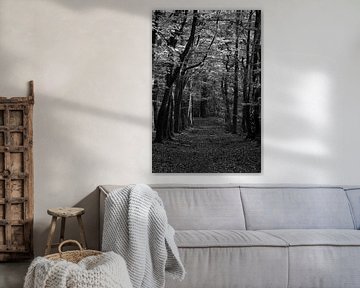 Un chemin à travers une forêt de hêtres en noir et blanc