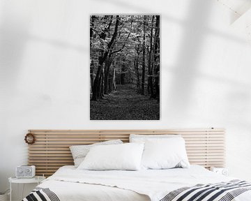 Een pad door een beukenbos in zwart-wit van Gerard de Zwaan