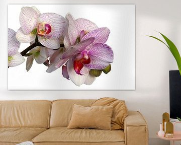 Phalaenopsis sur Ruud Krispijn