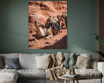 Jordan | Petra | Camel by Sander Spreeuwenberg