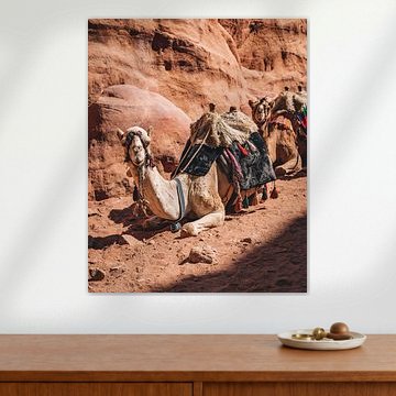 Jordanie | Petra | Camel